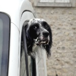 dog, canines, pets, setter, black and white, animal, cute, portrait, car, amusing, vigilant, car wallpapers, watch dog, pet, adorable