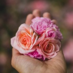 Close-up image of delicate pink roses held in a hand, showcasing beauty and tenderness.